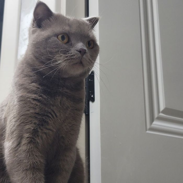 Для вязки. 

Ищем невесту  Британский короткошёрстный кот. Добрый, ухо