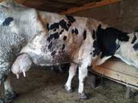 Vaca Holstein de vânzare
