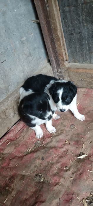 4 кученца Бордър коли си търсят нов стопанин