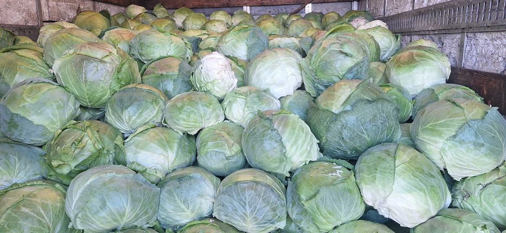 Продаваме кьосе и марул