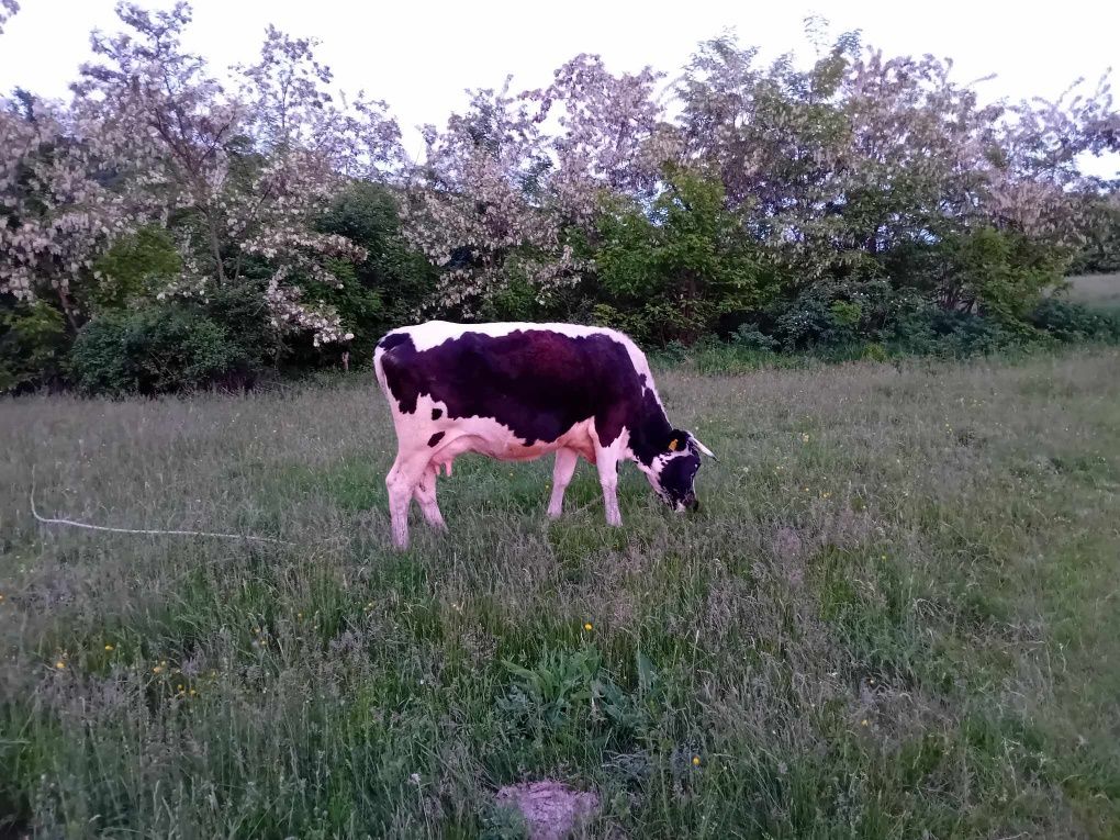 Vaca cu viței de vanzare