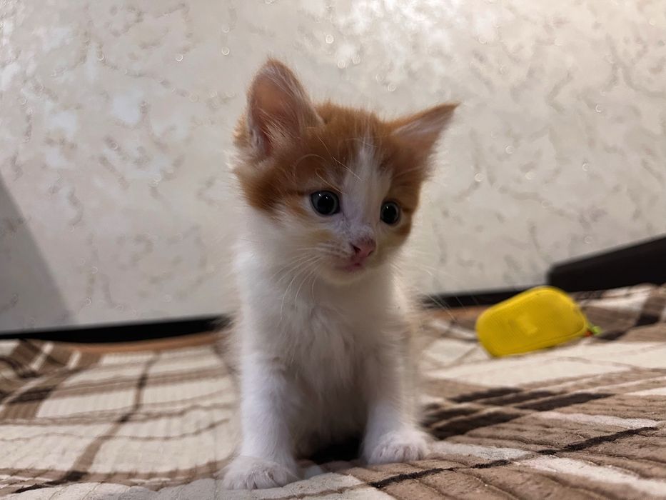 СРОЧНО отдам  3х котят в добрые руки, все мальчики