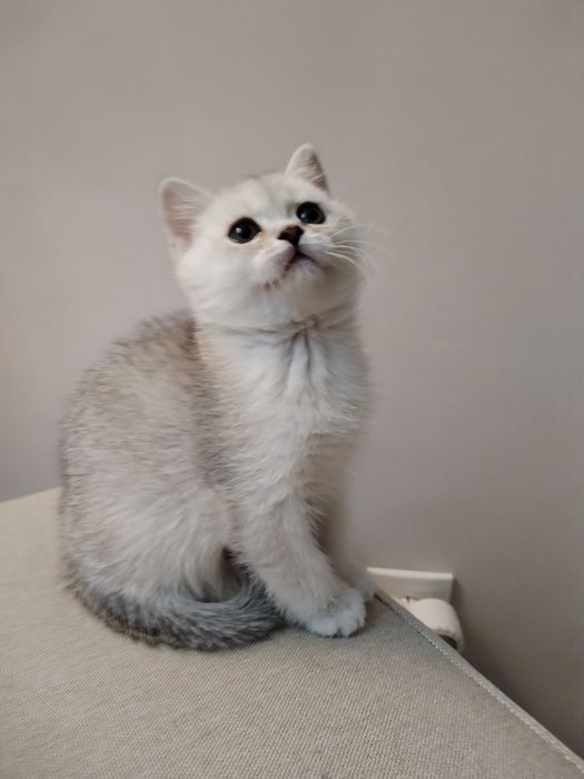 Вязка, не подаётся.