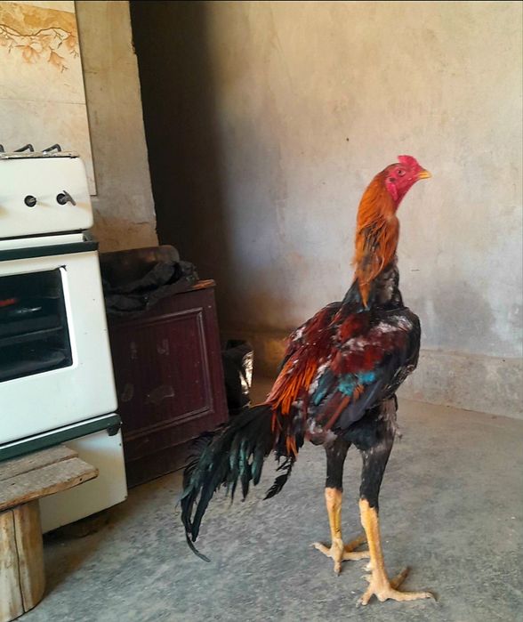 Dakan xoroz sotiladi