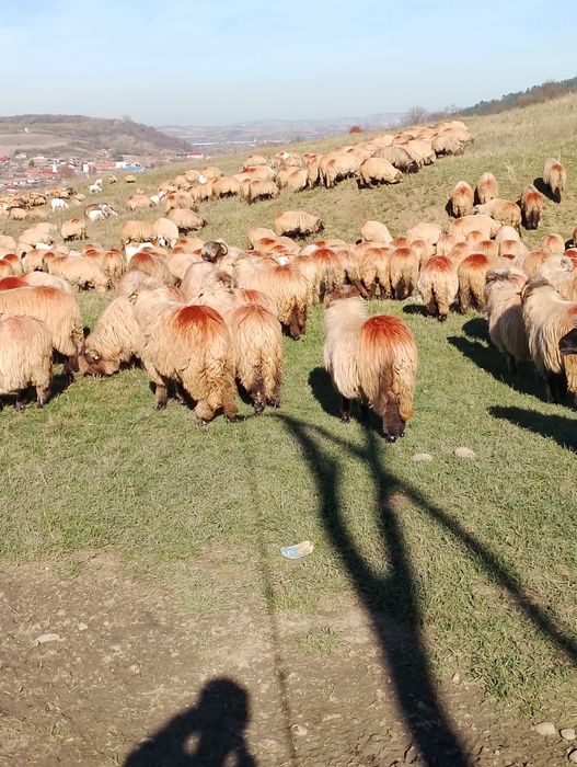 Oi bucalai disponibile