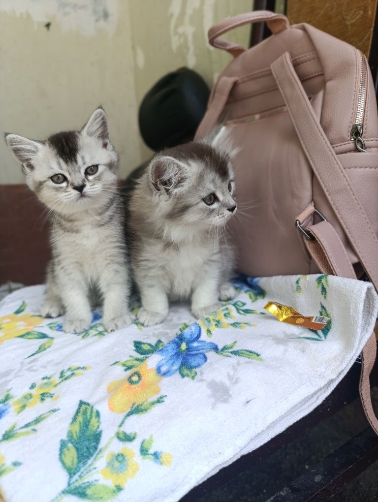 Котята.Серебристая Шиншилла