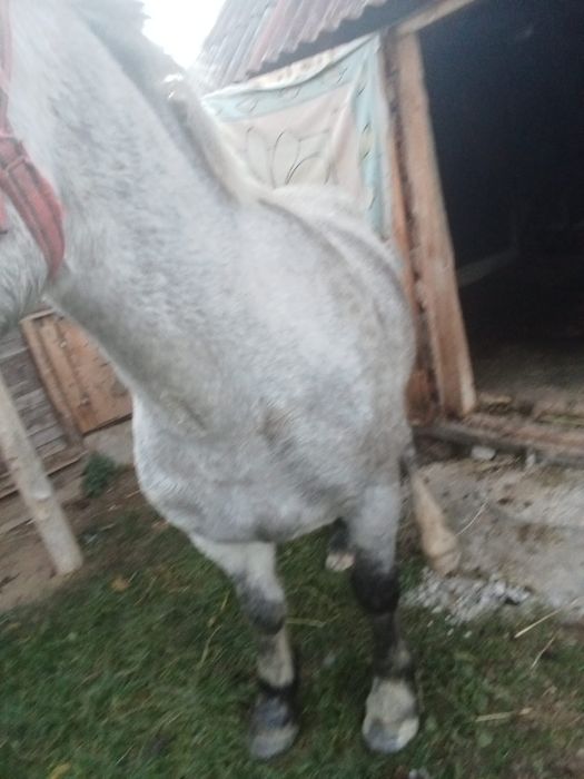 Vând mânz de 3 ani învățat la căruță la lemn pe jos cuminte nu musca