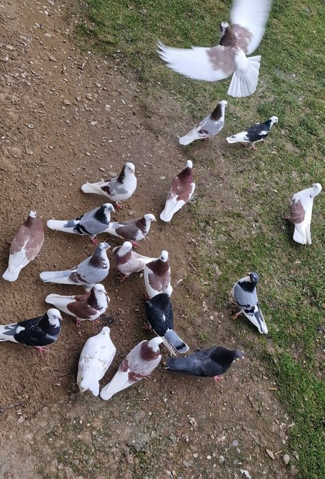 Porumbei jucători rolari de Birmingham