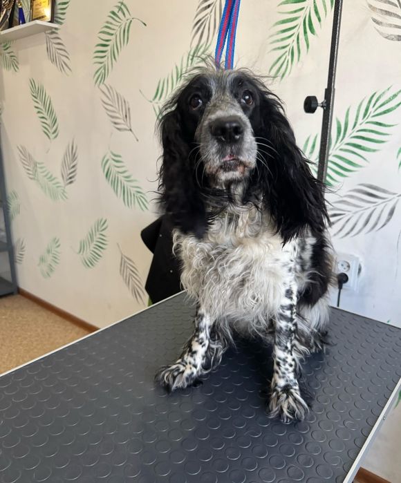 Отдам собаку спаниель  девочку