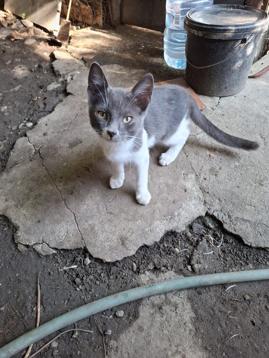 Ofer spre adopție motănel