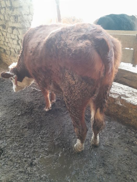 Парода гуножинлар сотилади