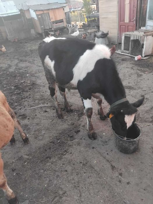 De vânzare o vaca gestanta in 4 luni o vițeaua și un taur