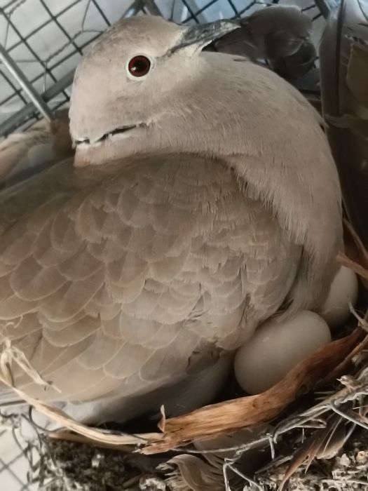 Vând turturele răzătoare