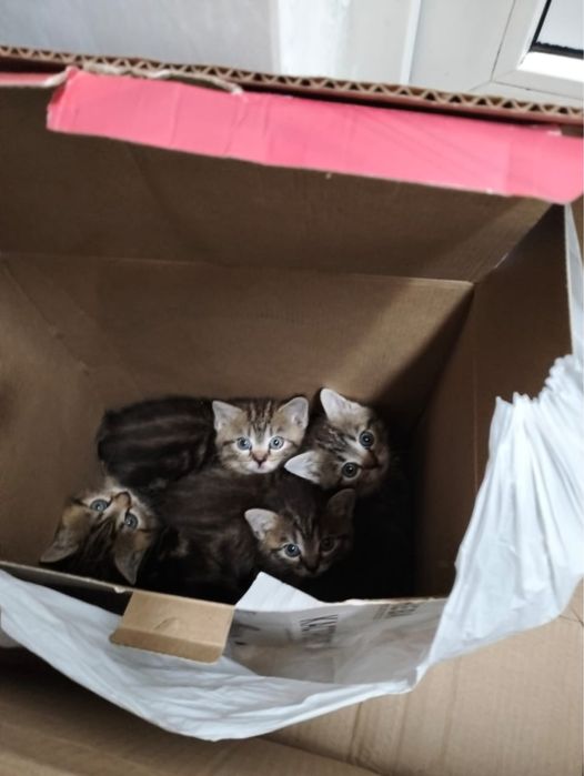 Отдам котят породистые