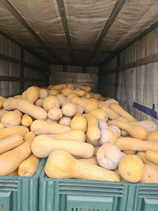 Тиква мускатна виола (цигулка)