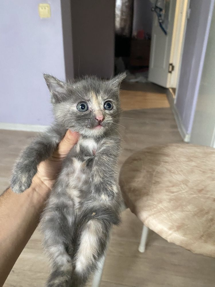 Отдам котят домашние