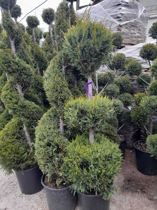 Plante ornamentale spectaculoase ce atrag privirea imediat