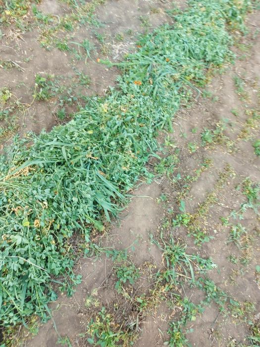 Vand baloti de lucerna