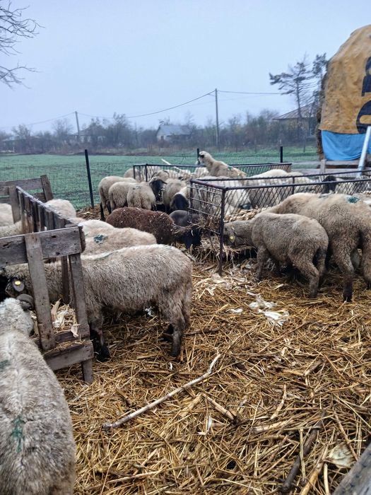 Oi gestante de vanzare tinere