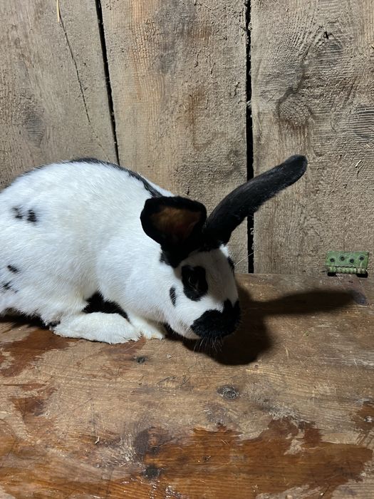 Vand femela fluture pestrit german