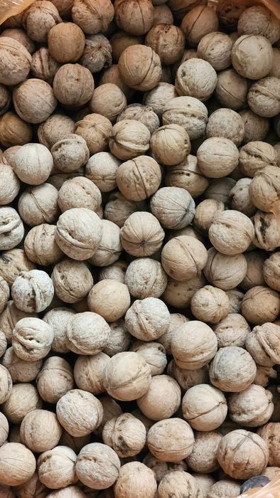 Грецкий орех 2025