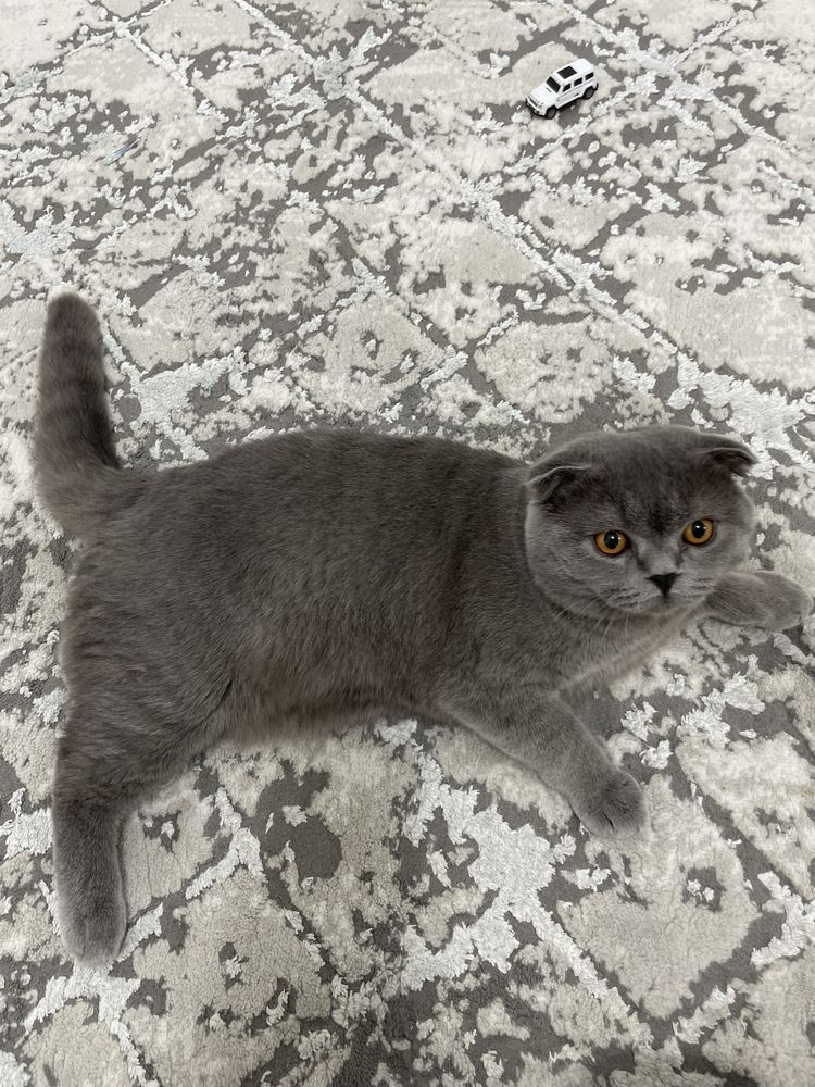 Продам кошку