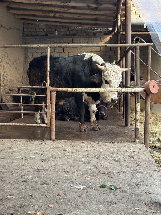 Buqa sotiladi dehqonchili