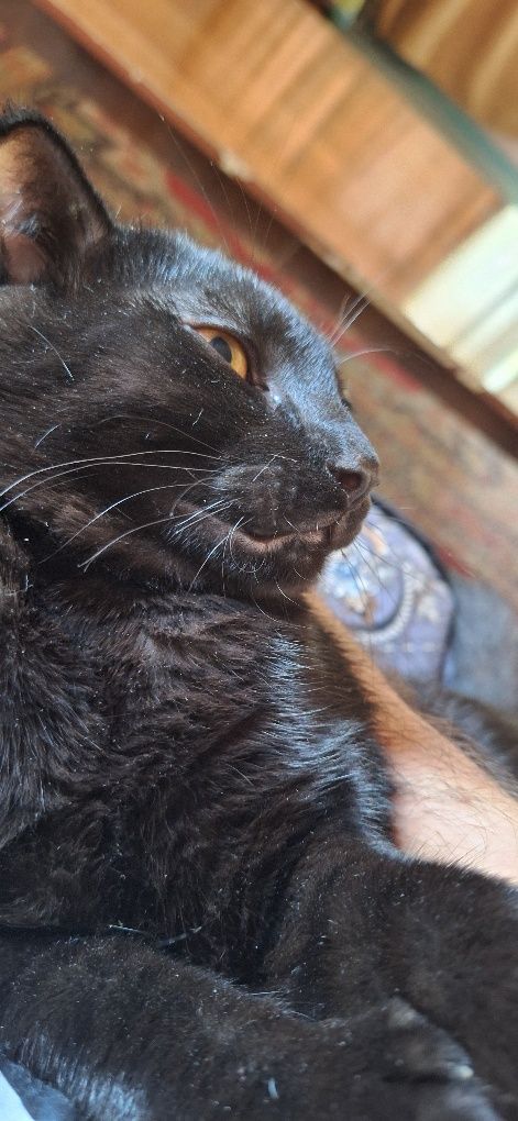 Отдам бесплатно кота добрые руки