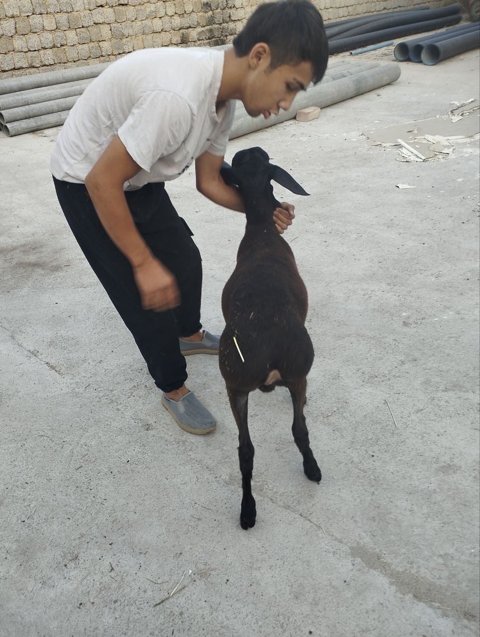 Qochqor qozila sotiladi