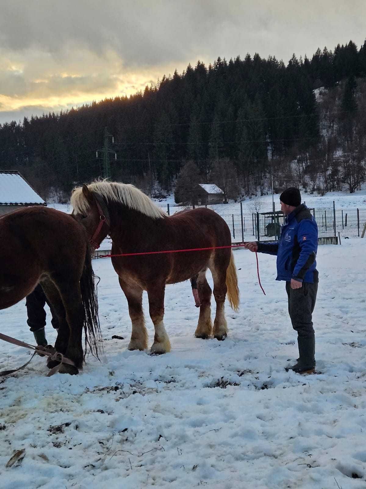 Vând mânz polonez de 2 ani și 4 luni (sau monta)