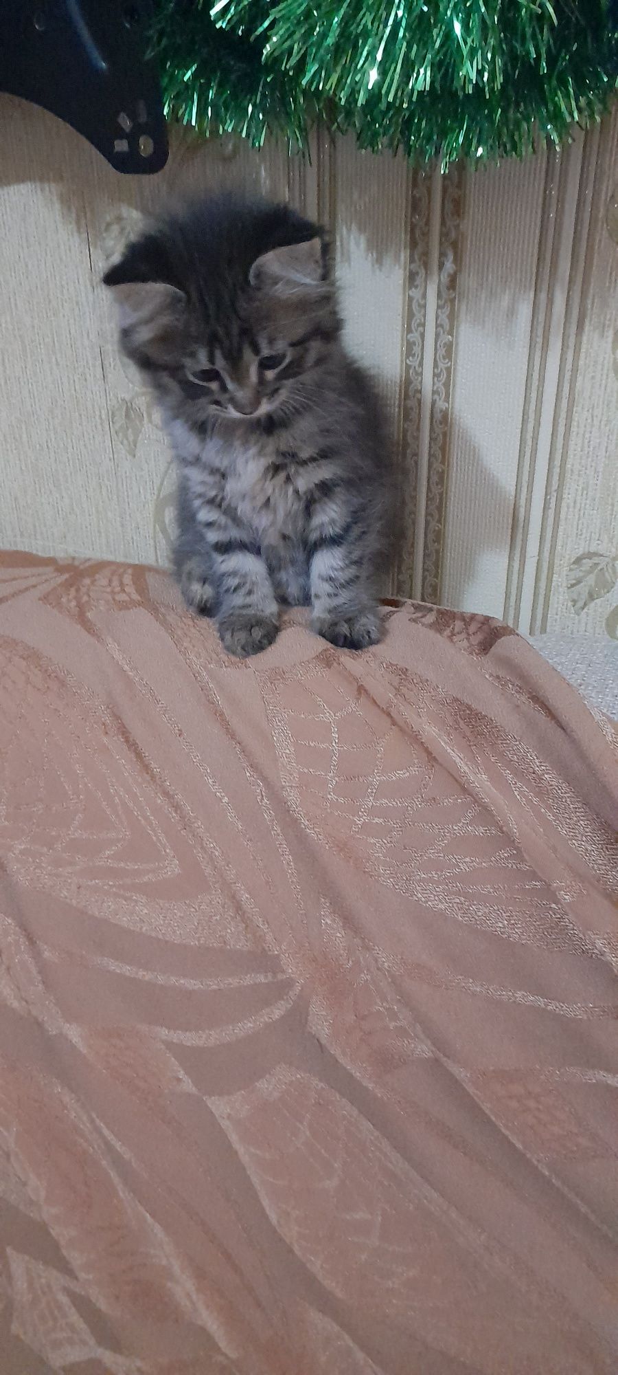Отдам котёнка добрым  любящим животных. Людям.котенок  приуен к лотку