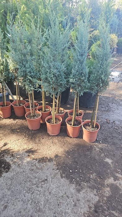 Plante ornamentale