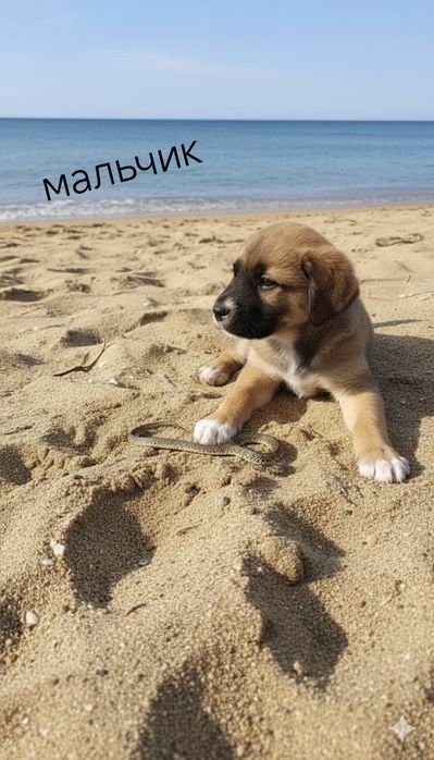 Щенки Кане Корсо