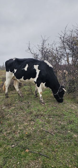 Vaci tinere de vanzare