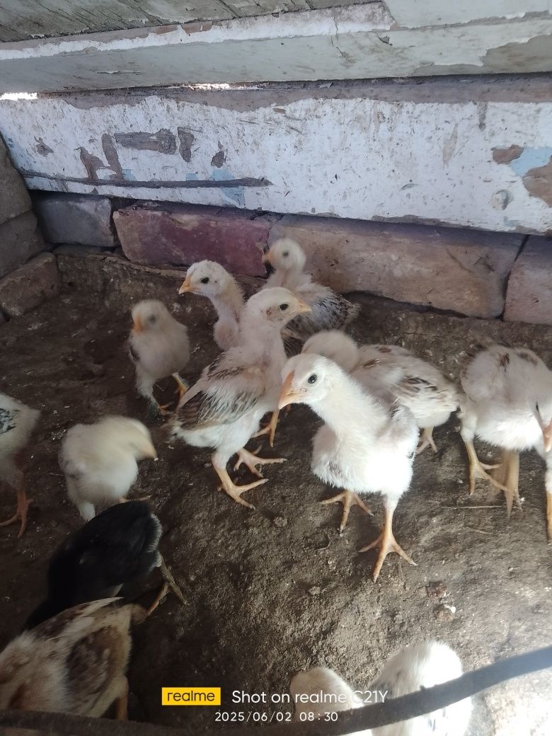 Kulangi jujalari sotiladi