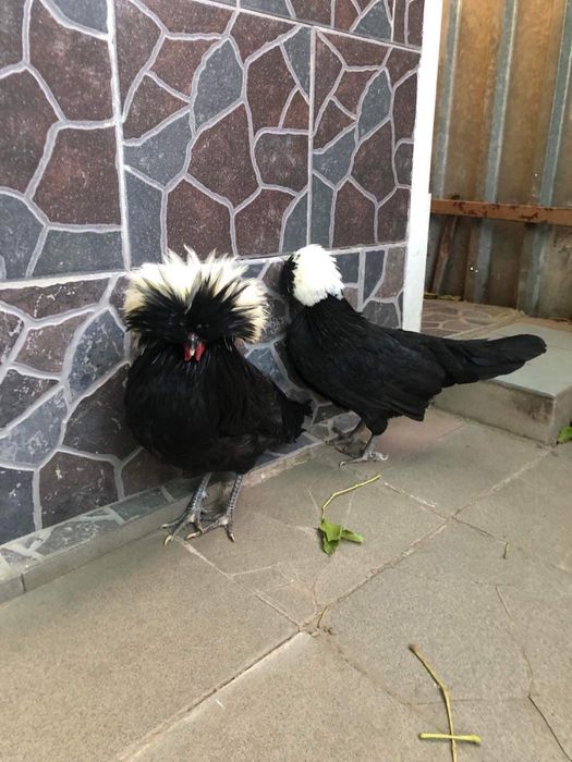 Vand Motate Olandeze