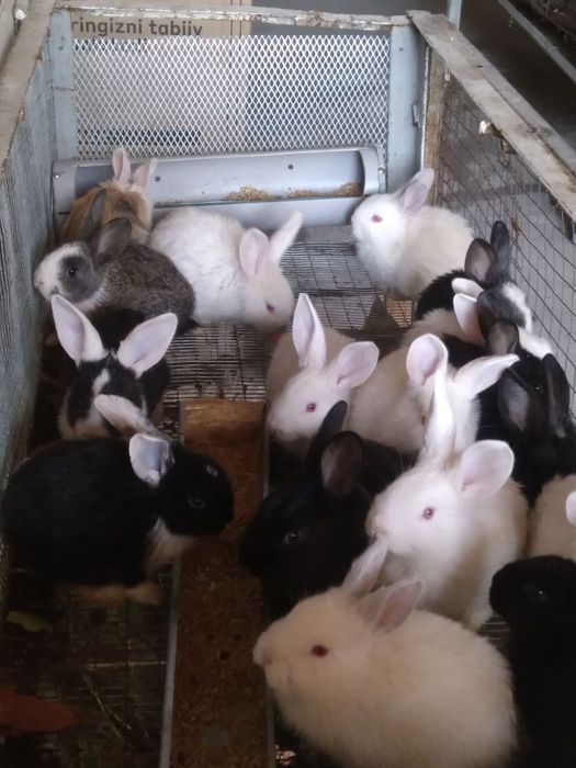 Куёнчалар тезда сотилади