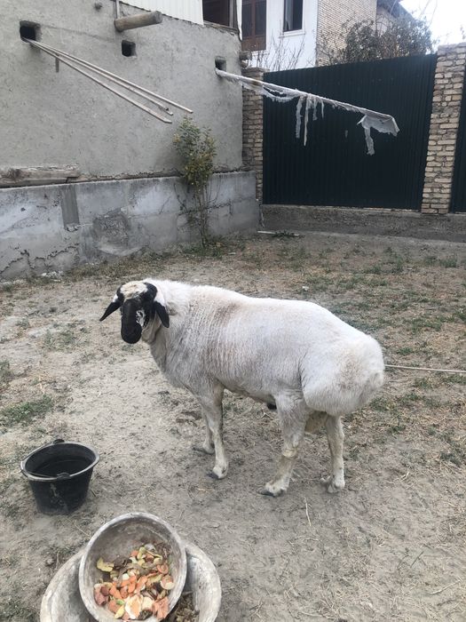 оппок катта кучкор сотилади