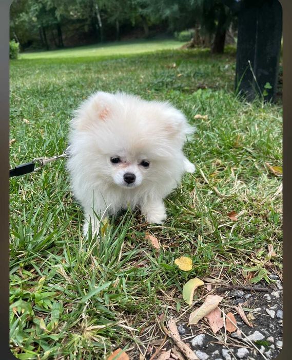 Продава се момиче Померан :)