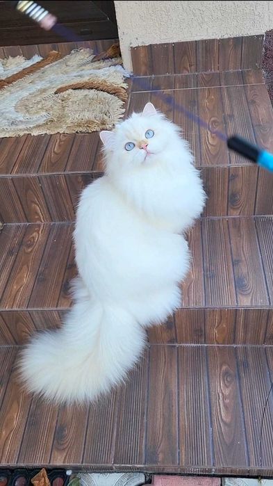 British Longhair baiat superb pedigree