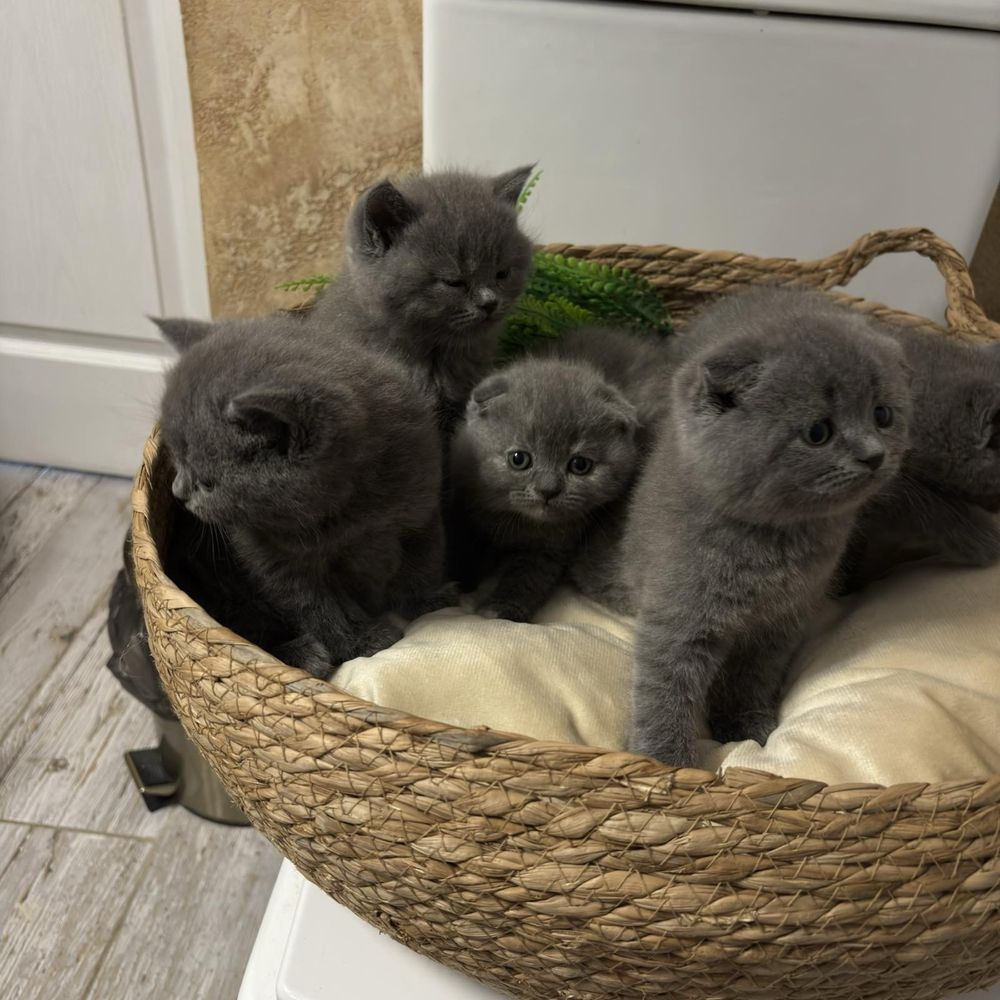Британски и шотландски късокосмести