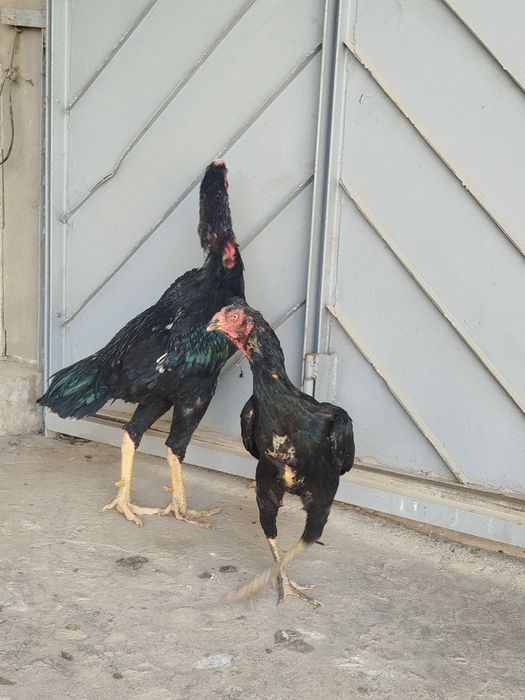 Toza koreya sotiladi 300$