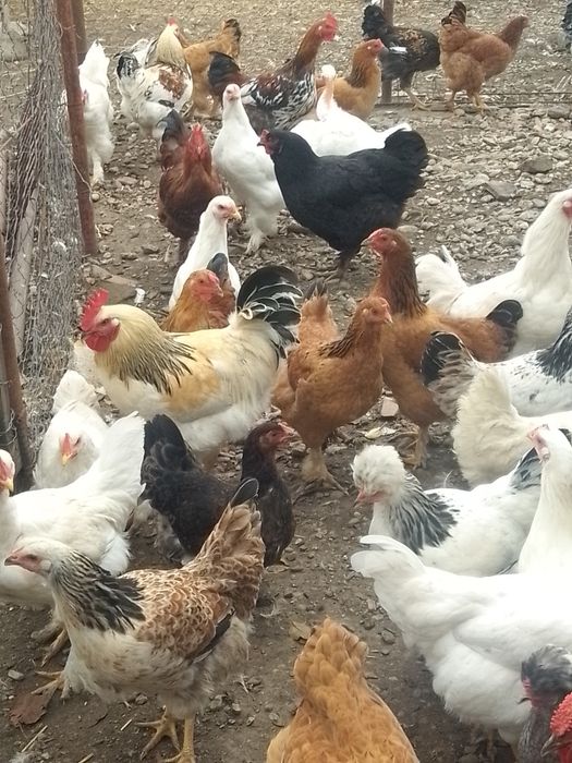 Găini de casă de vânzare