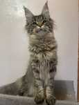 Maine Coon cu părinții campion