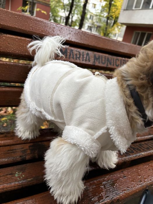 Hainute de Calitate pentru câini mici