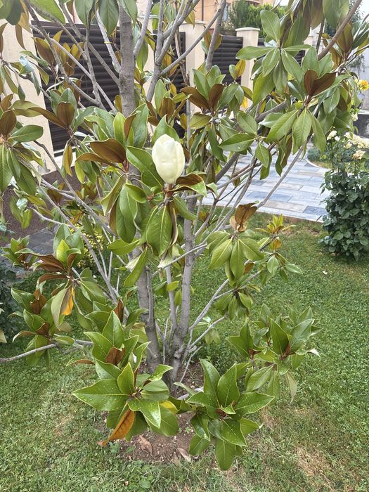 magnolie grandiflora