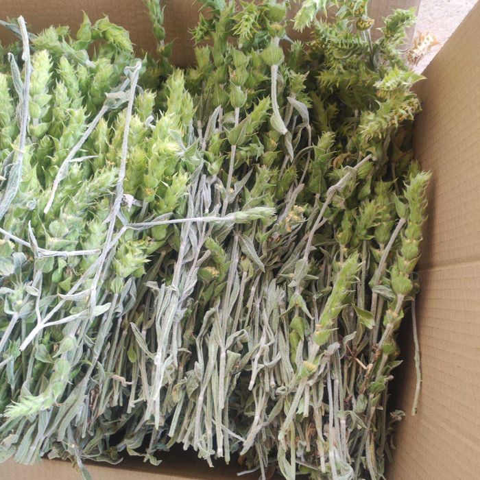 Продавам стрък Мурсалски (Пирински чай) реколта 2025 г.