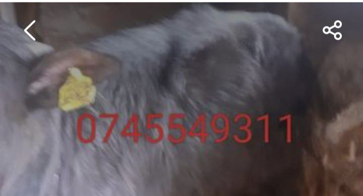 Viței de bivol de vânzare