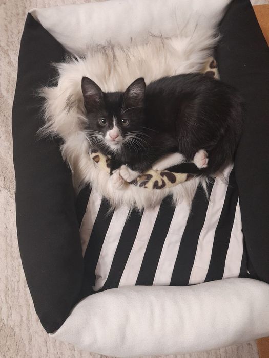 Отдам котёнка в хорошие руки