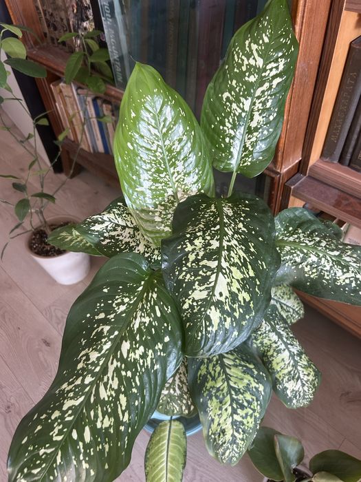 Деффенбазия  комнатное растение